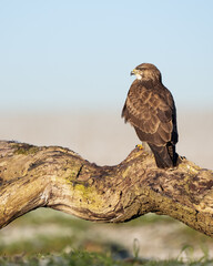 buzzard