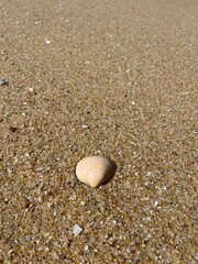 Sticker - Tender seashells on the sand, natural sea sand background