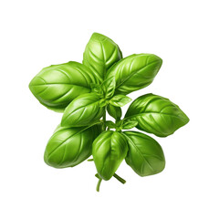 Wall Mural - fresh Basil isolated on transparent background