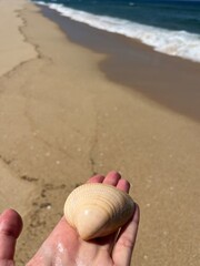 Wall Mural - Tender seashell on the hand palm, seashore