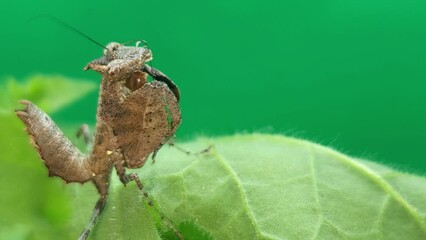 Wall Mural - Indian camouflage mantis (praying mantis) isolated on green background. Close up of animal.