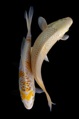 Sticker - Koi fish isolated on black background. Fish with clipping path.