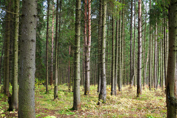  Coniferous forest on a clear sunny warm summer day