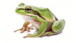 European tree frog