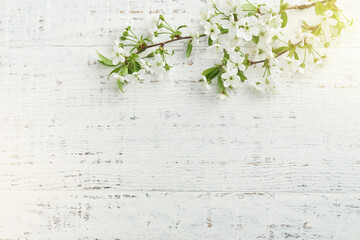 Wall Mural - Spring background with white apple or cherry blossoms and wooden background. Easter or Passover spring greeting cards with copy space. Natural plants landscape, ecology, fresh wallpaper concept Mockup