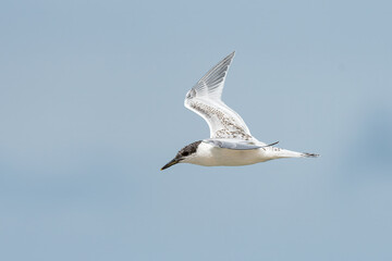 Poster - Young sandwich tern in flight blue sky