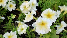 Footage Of Bunches Of Stunning Easy Wave White Petunias Blooming In The Garden