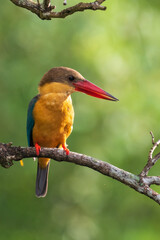 Wall Mural - Close up image of Stork-billed kingfisher perching on the tree.