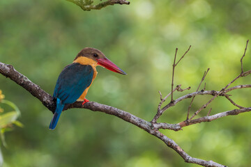 Wall Mural - Close up image of Stork-billed kingfisher perching on the tree.
