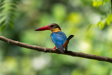 Wall Mural - Close up image of Stork-billed kingfisher perching on the tree.