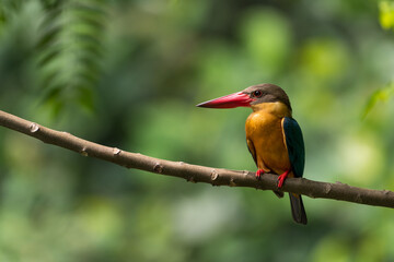 Wall Mural - Close up image of Stork-billed kingfisher perching on the tree.