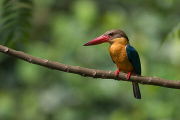 Wall Mural - Close up image of Stork-billed kingfisher perching on the tree.