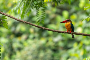 Wall Mural - Close up image of Stork-billed kingfisher perching on the tree.