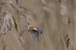 Male Bearded Tit (Panurus biarmicus) in flight reedbed at Westhay Moor nature reserve on the Somerset Levels in the United Kingdom