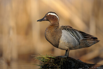 garganey bird ( spatula querquedula ) in the first light, goldenhour. male garganey in natural envir