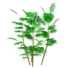 Wall Mural - 3d rendering bamboo palm trees on white