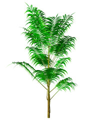 Wall Mural - 3d rendering bamboo palm tree on white