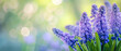 Artistic close-up of muscari,  grape hyacinth, against vibrant bokeh background, for enthusiasts of spring, flowers. Featuring leaves, ideal card or banner for refreshing season. Purple, green hues.