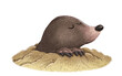 Illustration of mole coming out of the ground