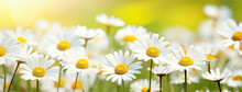 A Field Of White Daisies With Yellow Centers In The Sun Light, With A Blurry Background Of The Daisies, Generative Ai