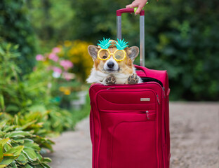 Wall Mural - cute corgi dog in sunglasses peeks out of an open red suitcase for traveling on vacation