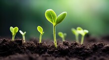 Green Grass On The Ground,Plant Seedlings Or Small Trees That Grow On Fertile Soil And Soft Sun Light,Green Seedling Illustrating Concept Of New Life In Early Stage