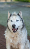 Fototapeta Psy - Close up portrait of an old siberian husky  in natural light in a farm