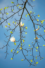 Wall Mural - Openwork branches of a blooming magnolia with white flowers and delicate first leaves against a background of blue sky