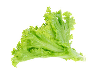 Poster - Fresh green lettuce transparent png