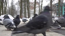 Gray Street Pigeons In The Winter Park, Looking At The Camera And Waiting For Food. Snow All Around, Pigeons Running On The Asphalt. Beggar Birds. High Quality 4k Footage