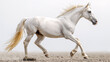 Exterior of palomino horse with two white legs and white line of the face isolated 
