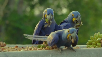 Wall Mural - blue and yellow macaw ara