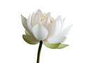 Fototapeta Tulipany - A delicate white lotus flower with pink and white petals on a transparent background.