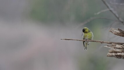 Wall Mural - Eurasian siskin male in the woodland (Spinus spinus)