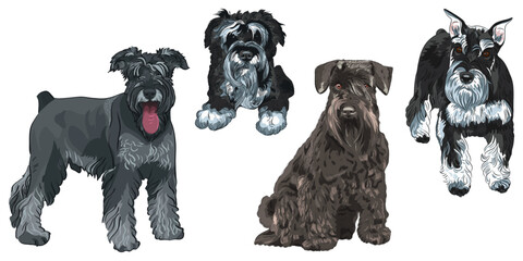 Set of dogs breed Miniature Schnauzer