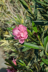 Wall Mural - pink nerium (nerium oleander) blossom. popular ornamental garden plant. space for your text.