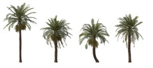 Phoenix Dactylifera Date Palm Frontal Medium And Small Cloudy Overcast Isolated Png On A Transparent Background Perfectly Cutout
