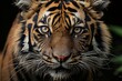 Majestic tiger close up.