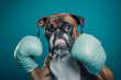 Boxer Dog with Boxing Gloves Ready to Spar