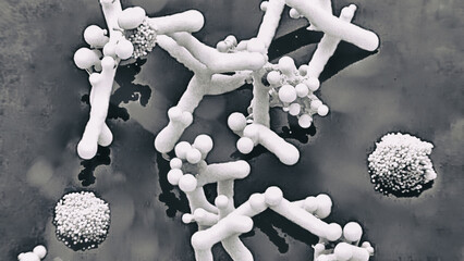 Bacteria, fungi, mold, and yeast on a dark background - candida yeast, of yeast fungi, yeast mushrooms, bifidobacterium image. 3d images of candida yeast, scientific nanotechnology, medical concept