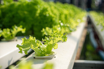 Hydroponic Vegetable Farm. How to grow hydroponics using