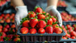 Management of the selection and production of strawberries at the food industry enterprise is included in the duties of a technolo