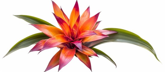 Sticker - Bromeliad: Exquisitely Isolated on a White Background - An Eye-catching Bromeliad Perfectly Captured in Isolation Against a Clean White Background