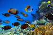 Marine life  of the coral reef. Red Sea