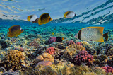 Fototapeta  - Marine life  of the coral reef. Red Sea