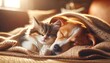 Charmant chien et chat tigré, animaux de compagnie, dorment ensemble. Fourrure douce, scène domestique et jolie, évoquant la tendresse entre mammifères.