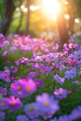 Sticker - A field of purple flowers illuminated by the sun in the background.