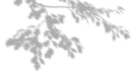 Wall Mural - leaves tree branch smooth shadow shade 3d render png