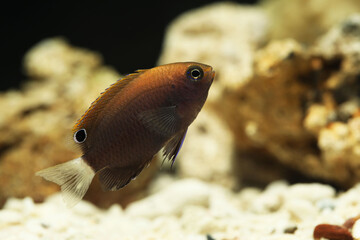 Wall Mural - Juvenile Whitetail Damsel (Pomacentrus chrysurus)