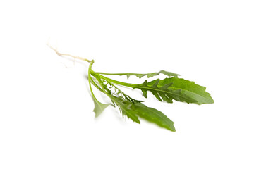 Wall Mural - Arugula leaves isolated on white background. Fresh leafy green vegetable. Roquette leaves are tender with a light taste, providing delicious texture to salads